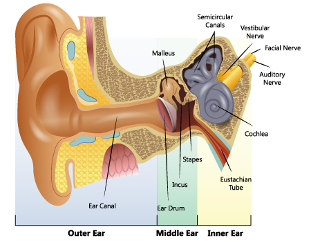 Diagrama de la anatomía del oído